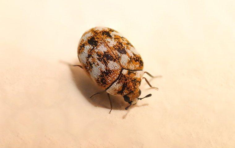 a close up of a carpet beetle