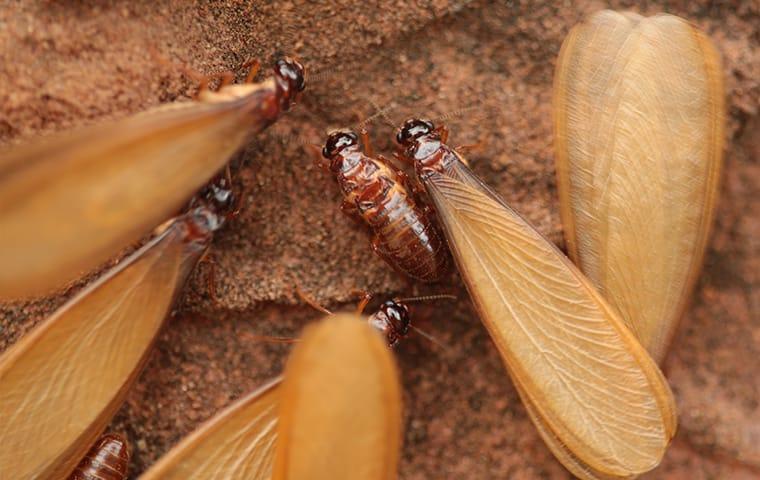 Learn The Early Signs Of Termite Infestation a large colony of swarming termites in woodburn oregondestoying a wooden structure hidden with walls