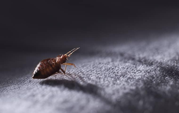 tiny bed bug crawling along woodburn oregon cotton bed in the dark night