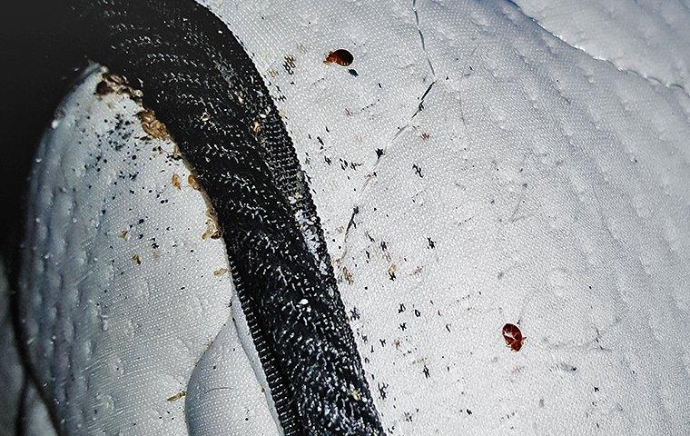 bed bug inside mattress stitching