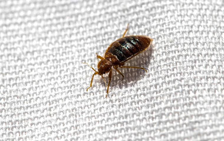 bed bug on a knit blanket