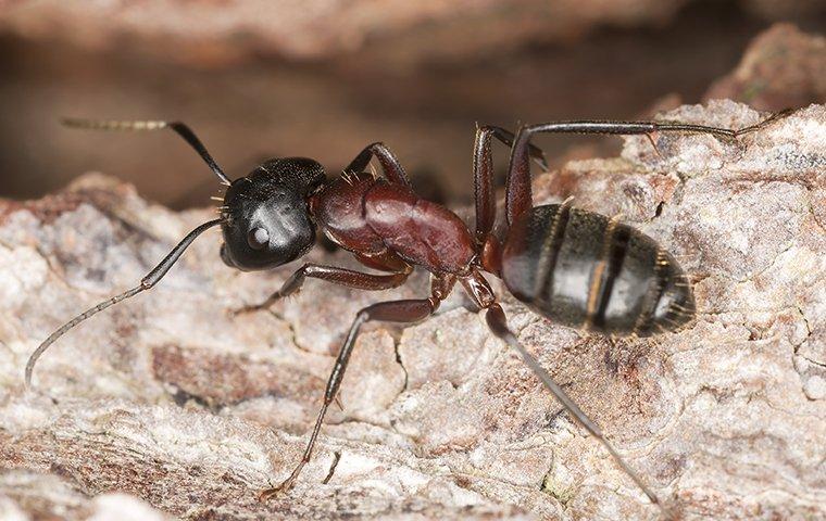 a carpenter ant crawling in its nest