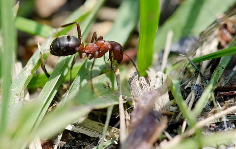 a red ant leading a colony of ants through a residents yard