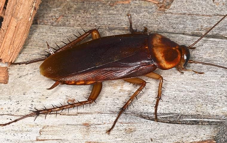 a dark red cockroach crawling along a residential porch deck