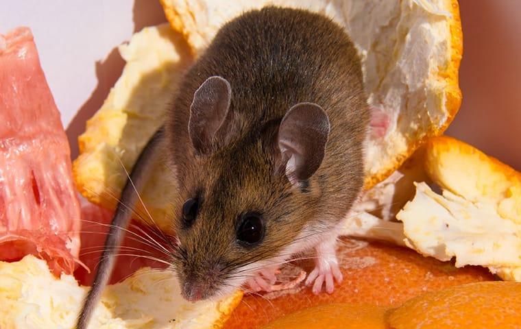 a house mouse feasting on scraps on a portland oregon kitchen table