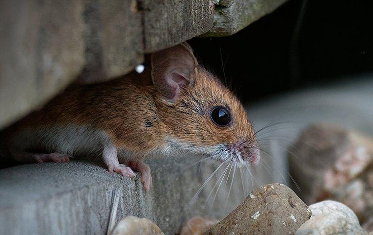 a small house mouse under a rock