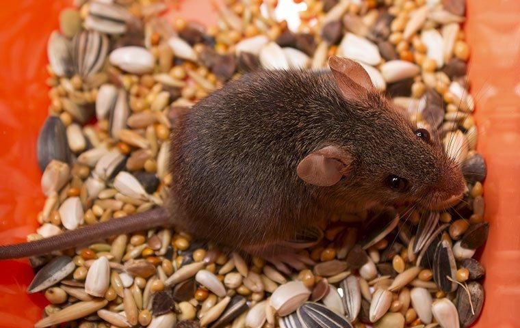 a mild mannered house mouse eating food