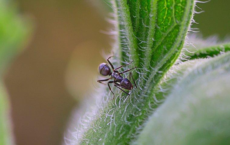 an odorous house ant on a plant in a home