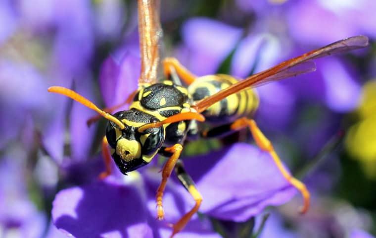 a protective paper wasp searching for nectar in a portland maine home