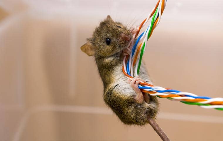 A Rodent Control Plan Can Avoid Costly Wiring Damage mouse climbing up and damaging electrical cords