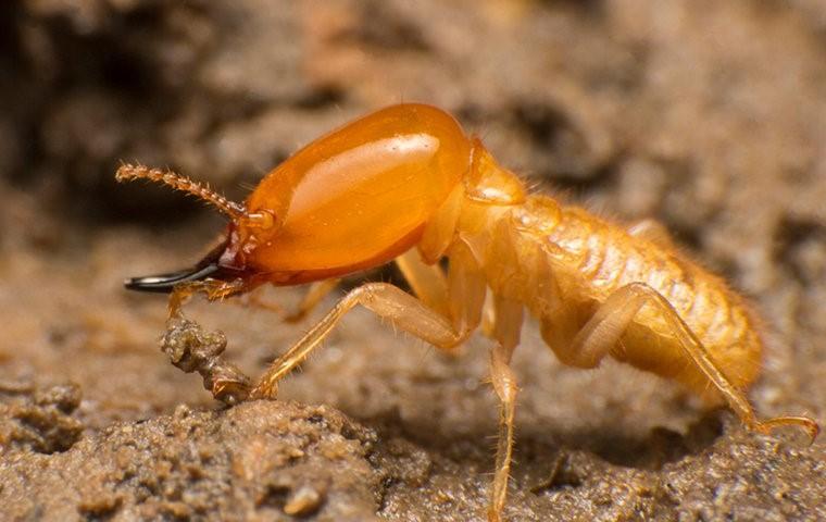 an up close image of a subterranean termite crawling in wood