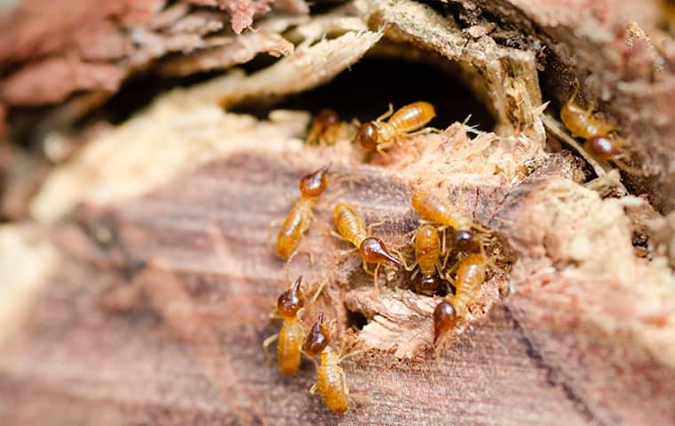 a large swarm of termites tunneling through a wooden structure on a