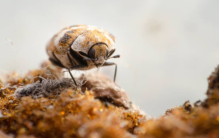 close up of a carpet beetle crawling in a woodburn home