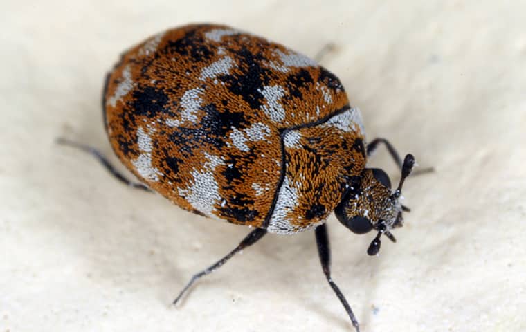 a carpet beetle crawling on white fabric in an oregon home