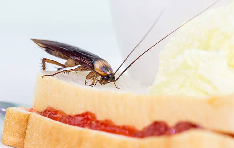 Stop Cockroaches From Spreading Diseases close up of a cockroach crawling on bread in a salem home