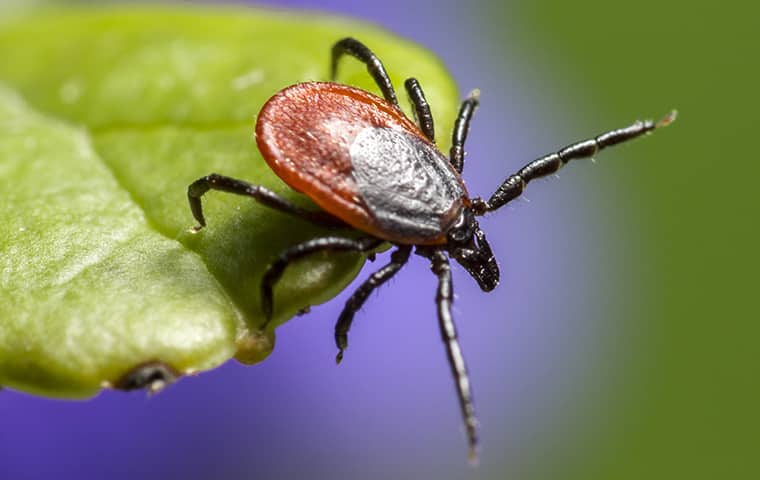 close up of a tick on a leaf waiting to jump on a host 