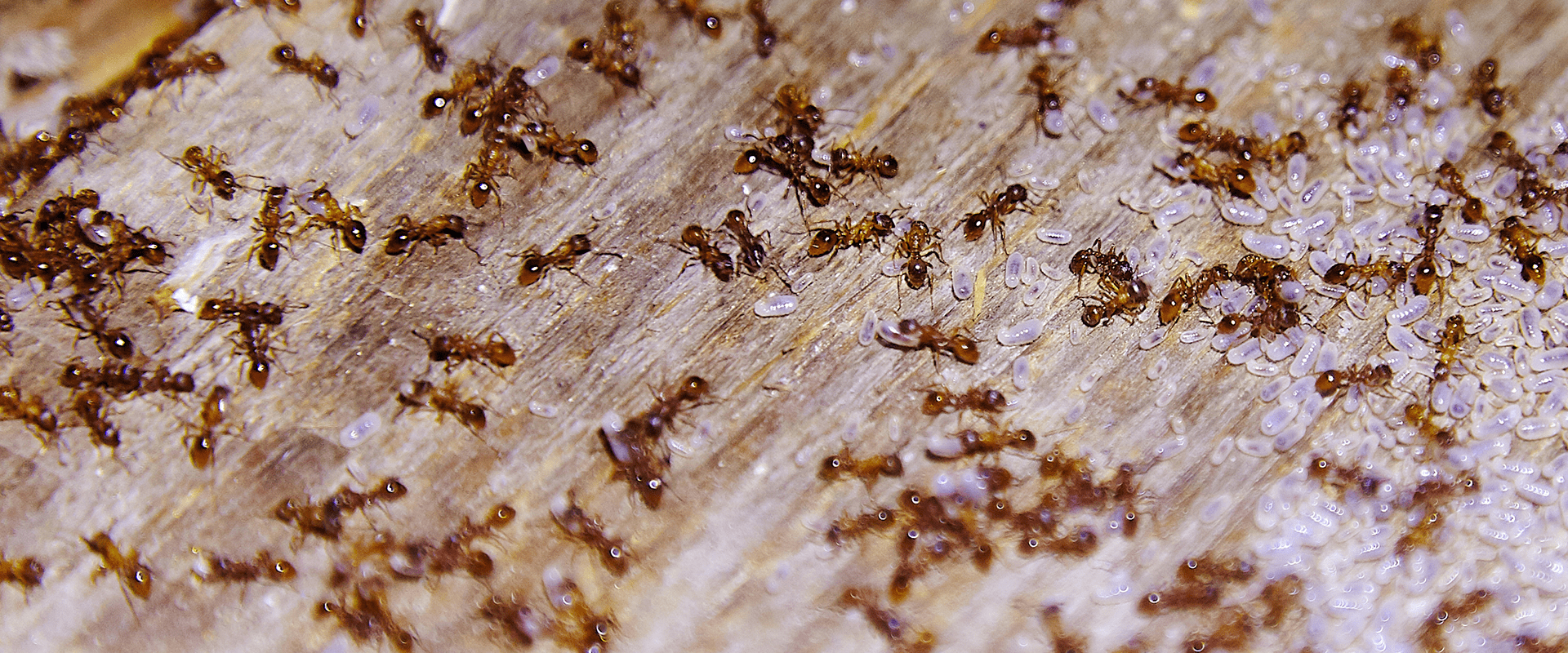 many ants crawling on a house porch in woodburn oregon