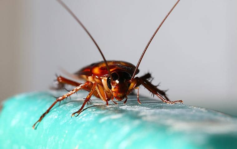 close up of a brown cockroach in oregon