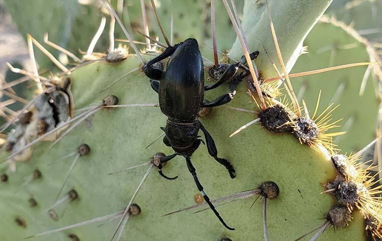 longhorn beetle