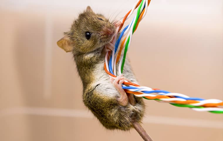 Prevent Rodents From Damaging Your Electronics a rodent chewing on electronic wires in an oregon home