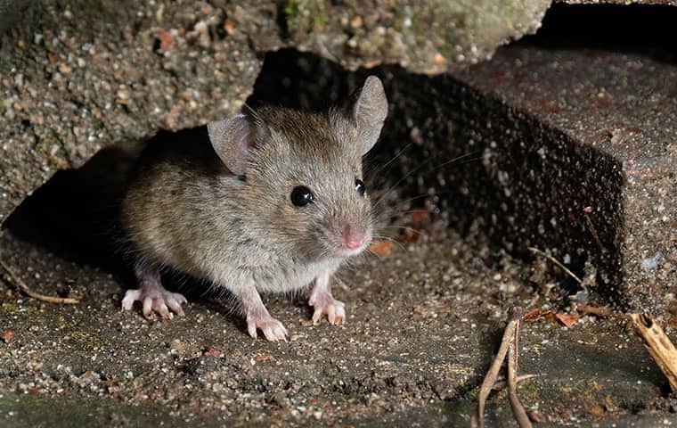 mouse up close under rocks