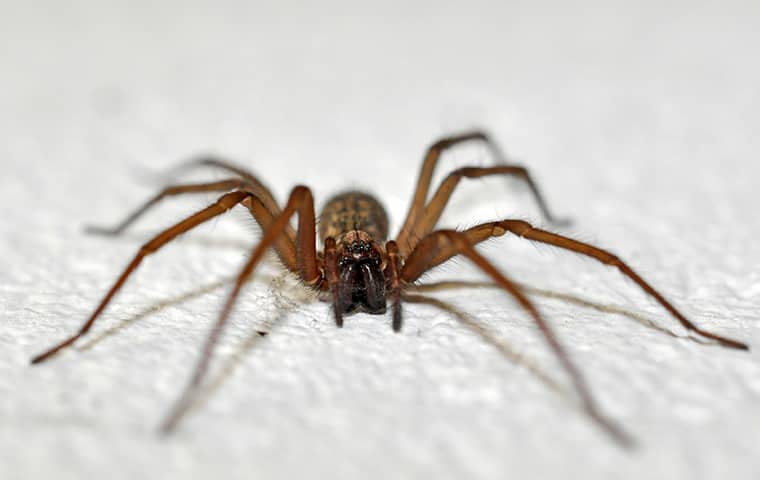 a spider crawling across white fabric in a woodburn home