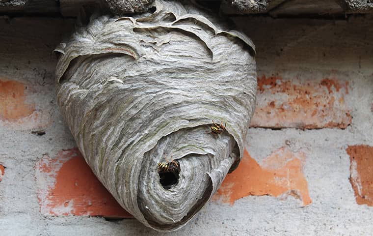 A Prevention Plan Will Keep You From Getting Stung a colonized wasp nest on the exterior of a woodburn home