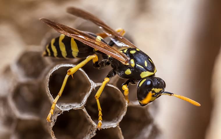 a wasp crawling on its nest outside an oregon home