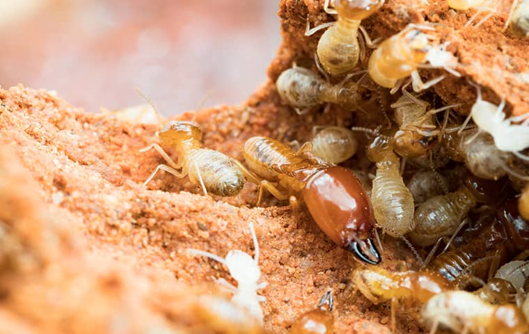 wiele termitów pełzających po zniszczonym drewnie w domu w portland
