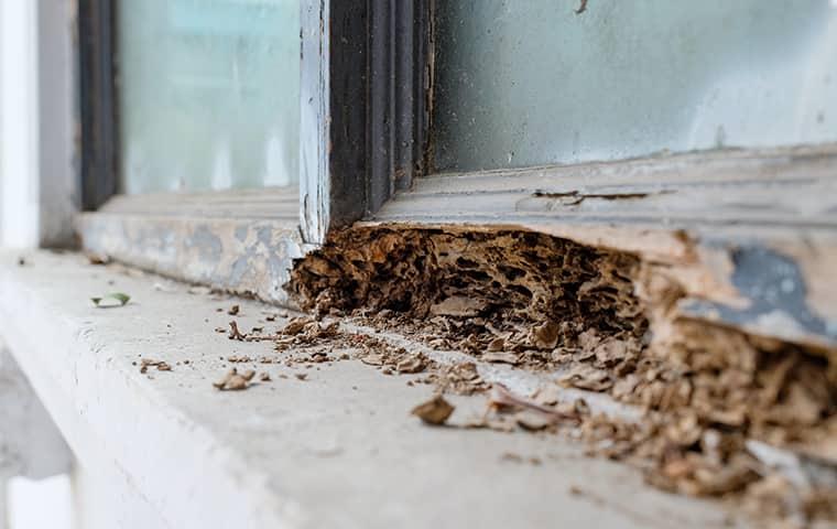 termite damage on a windowsill