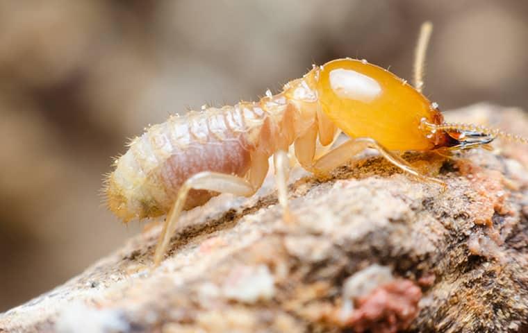 up close termite