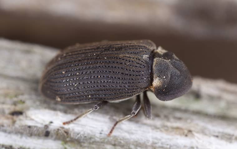 a wood boring beetle crawling on damaged wood in a south portland home