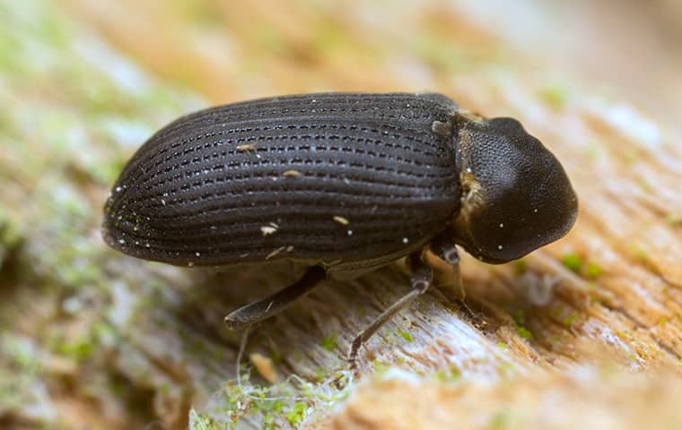 a wood boring beetle crawling across damaged wood in a salem home
