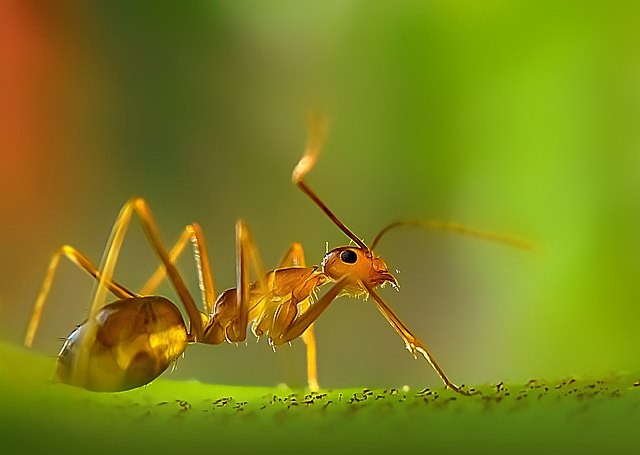 Ant on a log
