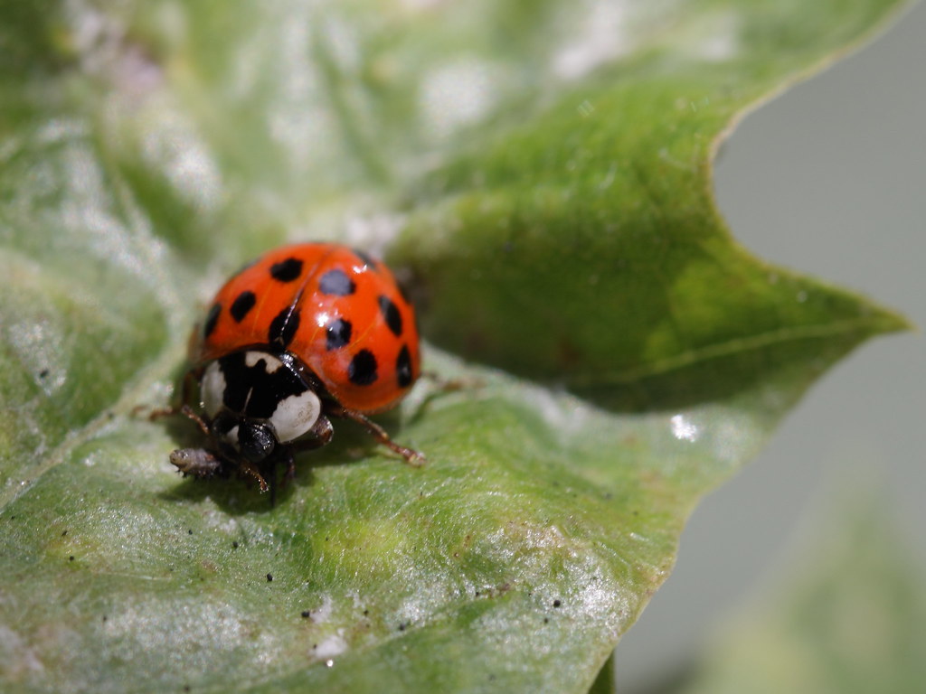 Ladybug special. Насекомые энтомофаги. Птицы энтомофаги. Грибы энтомофаги. Арлекины насекомые.