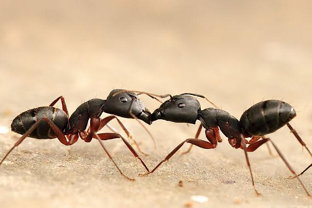 Black ants fighting 