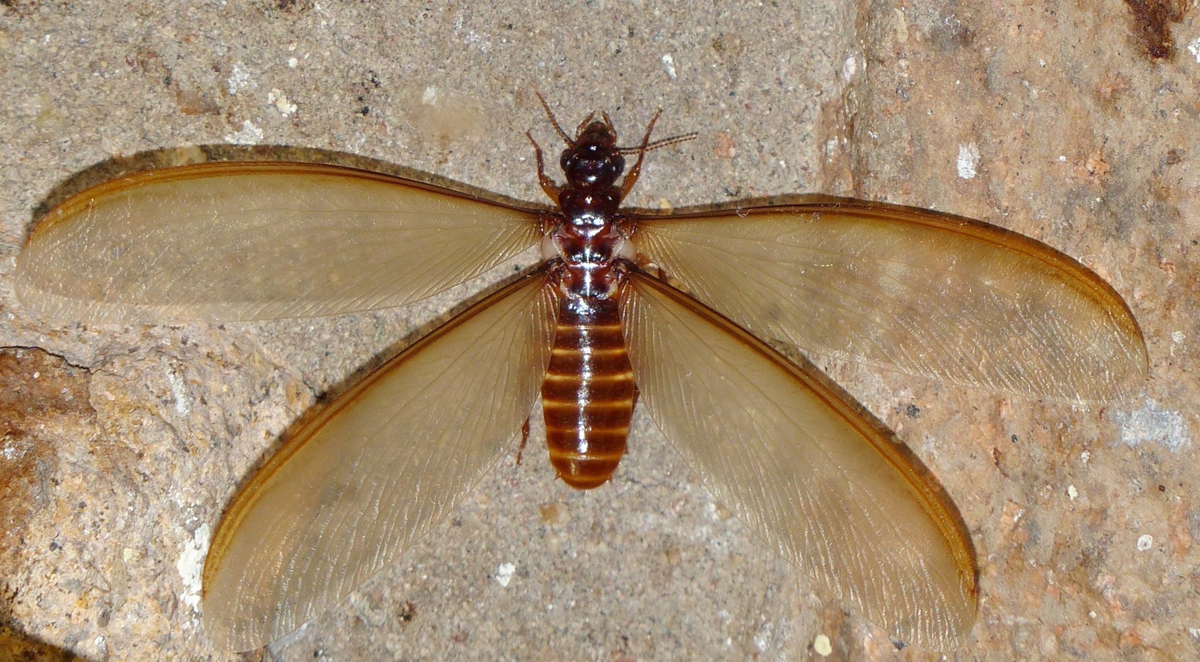 Winged termite
