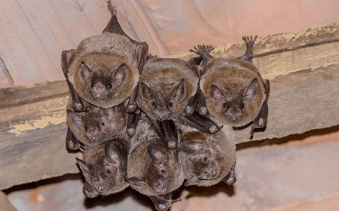 little brown bats