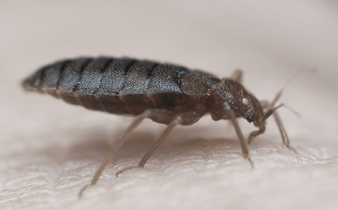 Control And Eliminate Bed Bugs In Your Statesville Home bed bug in stateville home