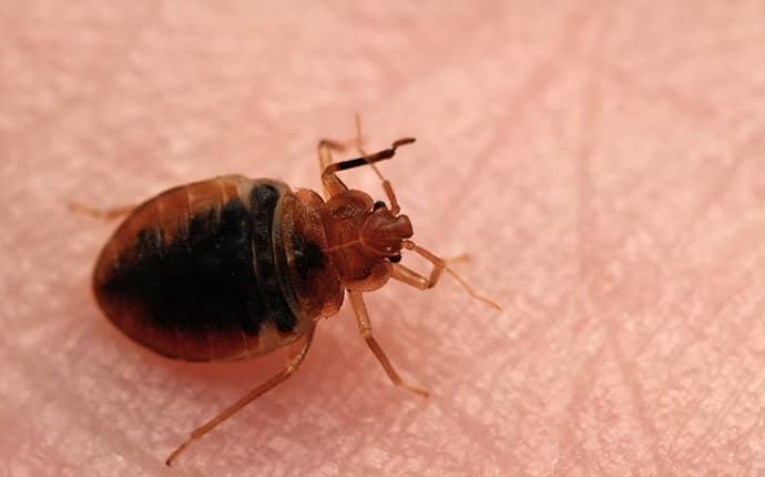 Bed Bug Pest Control Treatment Options In Sherrils Ford NC bed bug crawling on sherrils ford resident