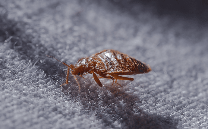 bed bug crawling across bed