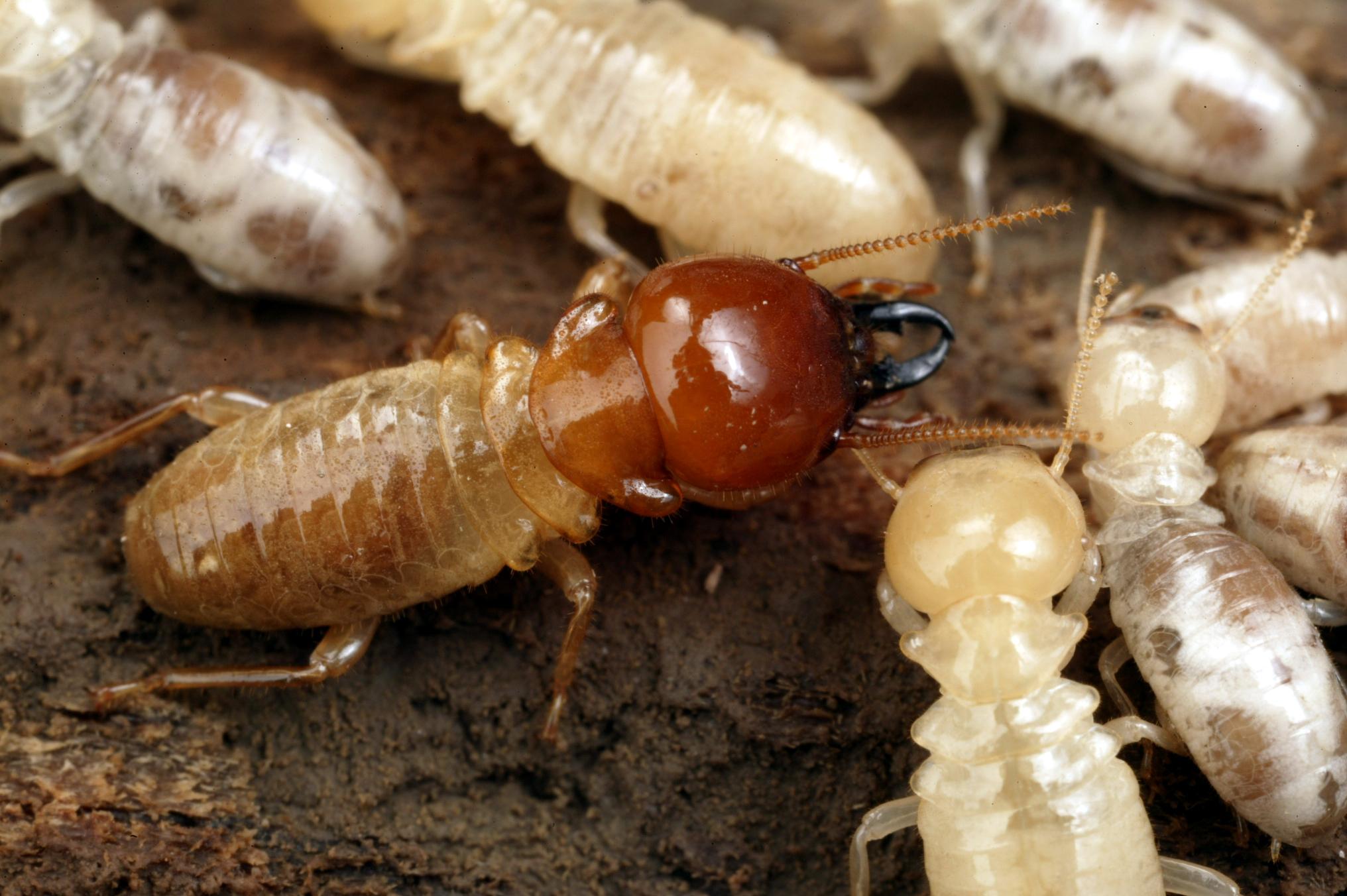 CSIRO ScienceImage 3639 Mastotermes Darwiniensis Giant Northern Termite 