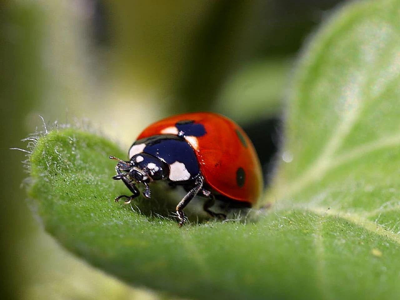 mushabelly ladybug