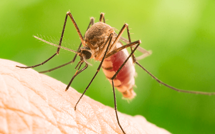 Blog - Why Mosquitoes in Hickory, NC Make Outdoor Events a ...