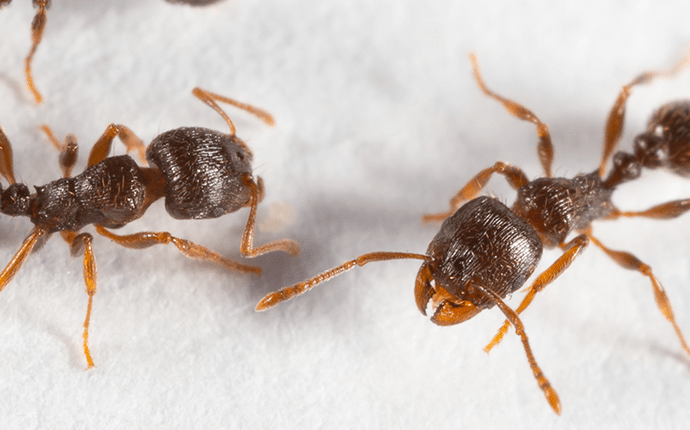 Blog - Five Things You Did Not Know About Pavement Ants