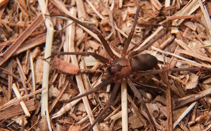 brown recluse spider up close