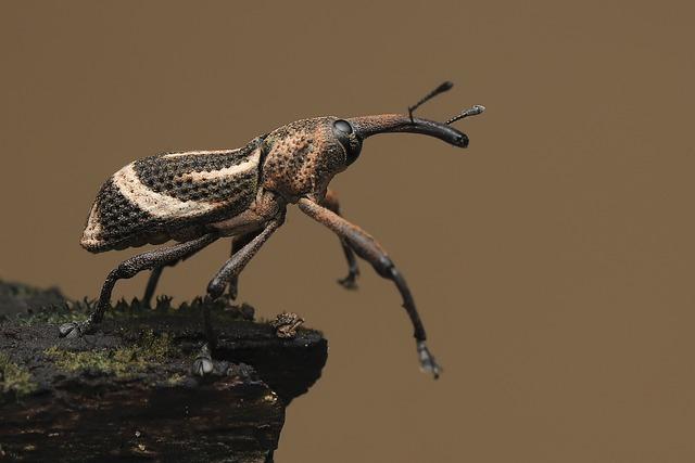 Granary Weevil on its hind legs