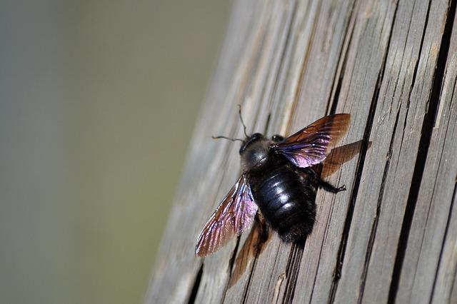 Carpenter bee resting on wood