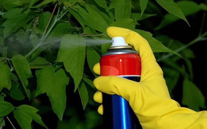 spraying insecticide