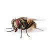 fly pest id icon